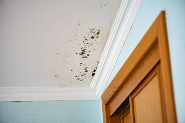 Best Crawl Space Mold Remediation in Hewitt, TX