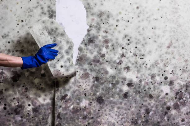 Best Health and Safety Mold Remediation in Hewitt, TX